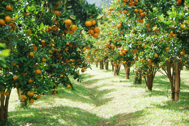 Homestay Tangerine